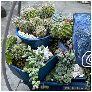 サボテン,多肉植物,多肉寄せ植え,サボテンの寄せ植え,ど〜なる多肉ちゃんの画像