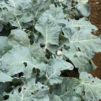 キャベツ,ご近所,iPhone撮影,植物大好き,区民農園の画像