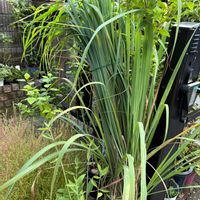 レモングラス,レモングラス,レモングラス,チャイニーズハット,コキア(ホウキグサ)の画像