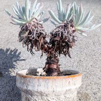 ヌビゲナ,ダドレアの画像