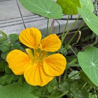 ナスタチウム,ナスタチウム,キンレンカ,キンレンカ,エディブルーフラワーの画像