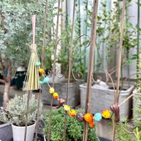 レモングラス,天王寺かぶ,発芽,ハロウィン,ディスプレイの画像