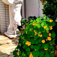 キンレンカ,今日のお花,通り道のお宅の花壇に,朝の散歩道での画像