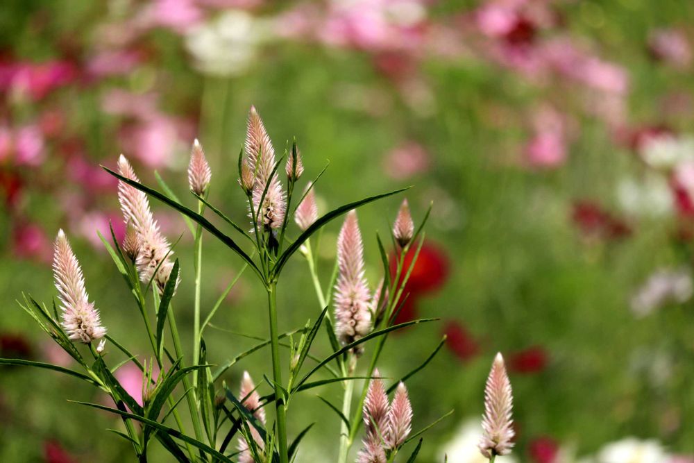 野葡萄さんの里山ガーデン（大花壇）への投稿