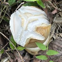 キノコ,ヌスビトハギの実,エゴマ,秋の花,山野草大好きの画像