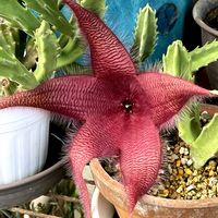 キノコ,キノコ,カンアオイ,カンアオイ,スタペリア・牛角の画像