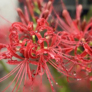 ヒガンバナ,サルスベリ赤,赤い花,マンション,ベランダの画像