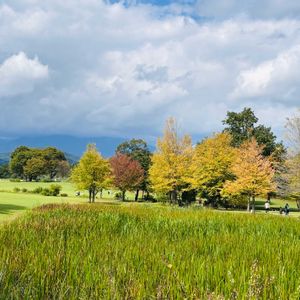 カツラ,ヤマザクラ,フシグロセンノウ,紅葉（こうよう）,野鳥の画像