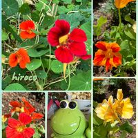 コスモス,ナスタチウム,十月桜,キンレンカ,ジュウガツザクラの画像