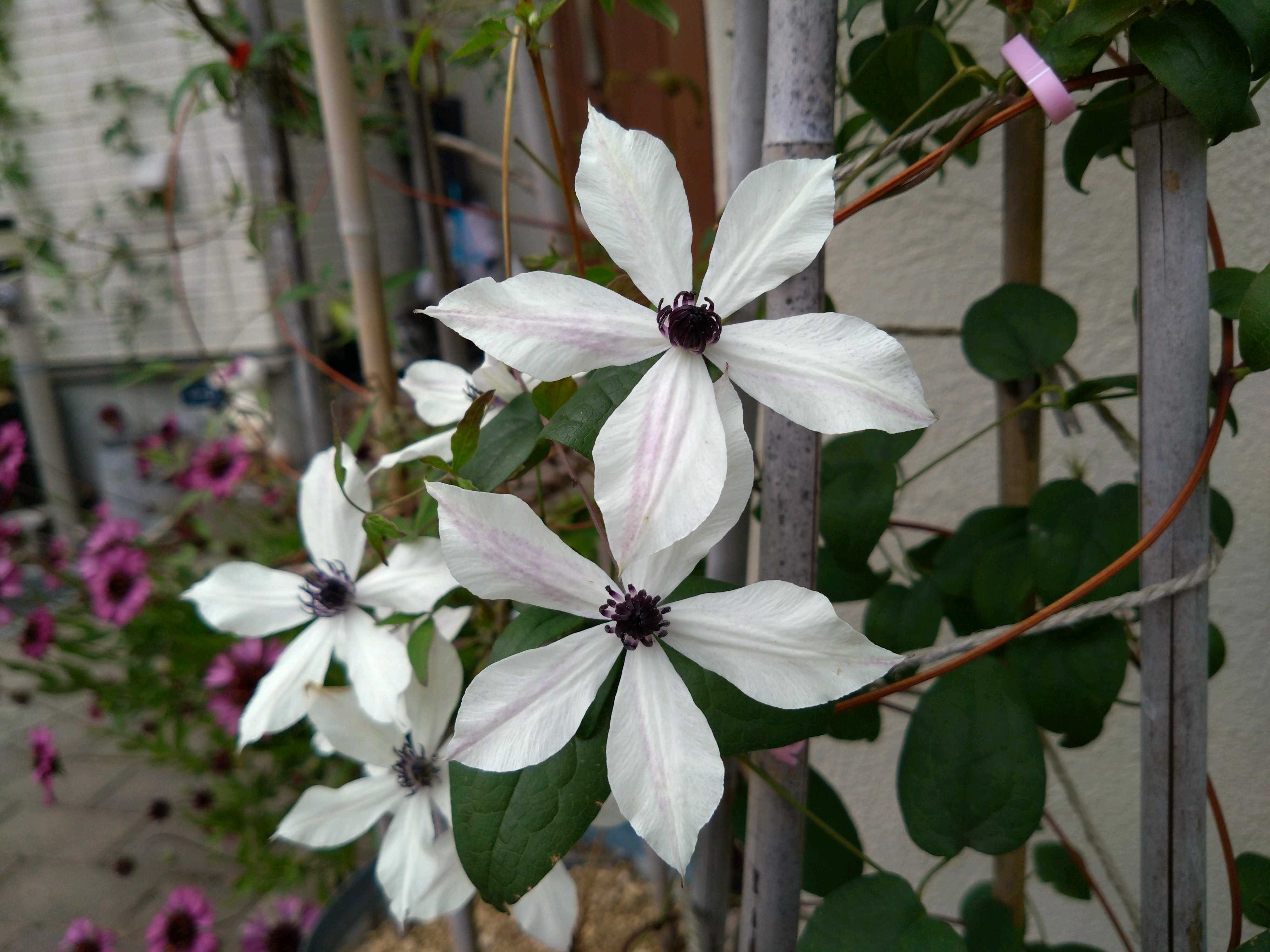 クレマチス ホワイト・ライトの一覧｜🍀GreenSnap（グリーンスナップ）