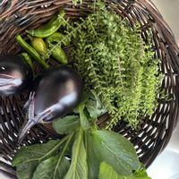 ナス,ししとう,ハバネロ,紫蘇の穂,夏野菜の画像