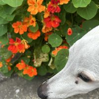 ナスタチウム,キンレンカ,今日のお花,犬の散歩,ノウゼンハレン科の画像