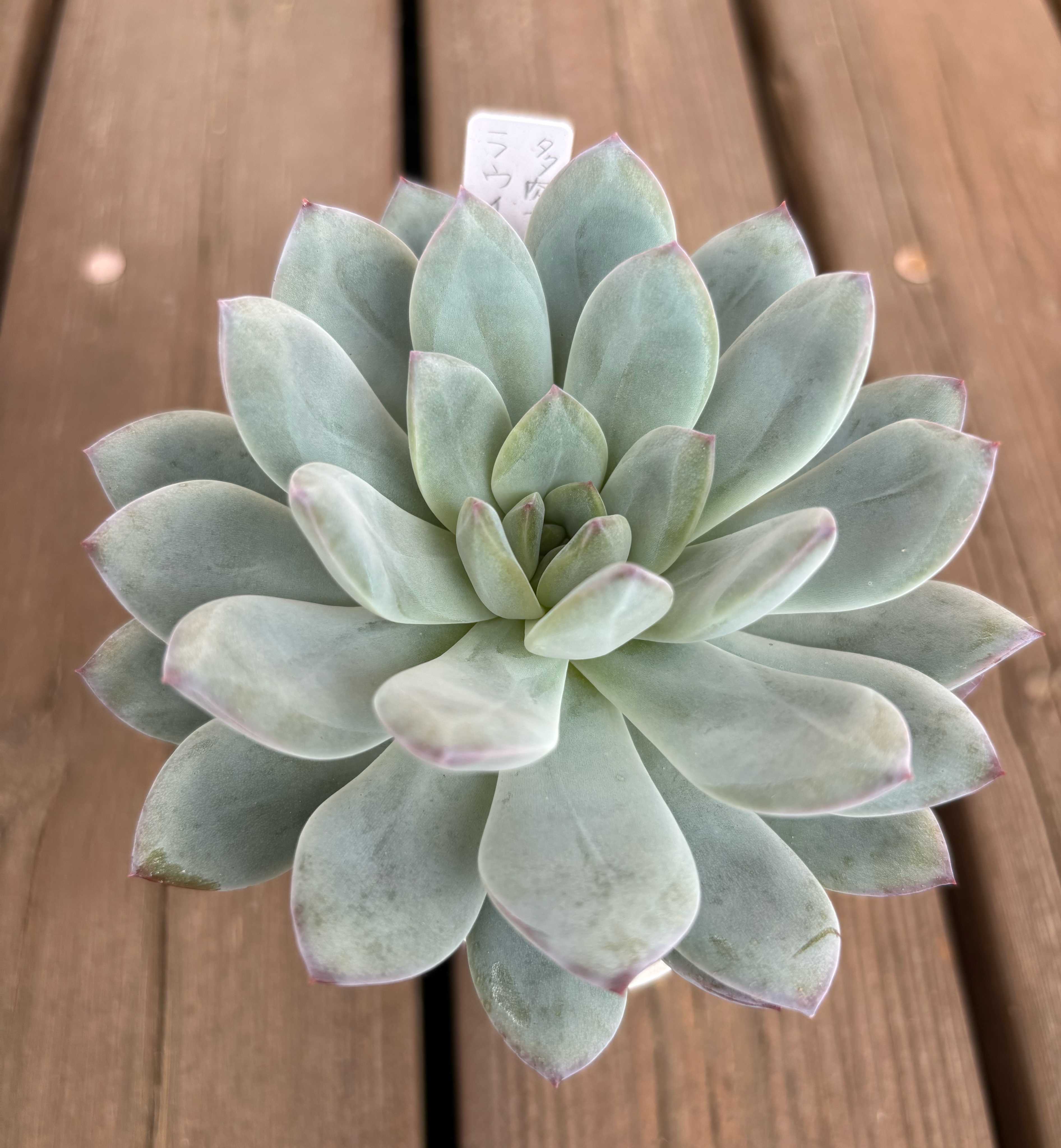 多肉アンさん苗✨リリス✕ラウイ❤️ 多肉アンさん苗✨リリス✕ラウイ❤️