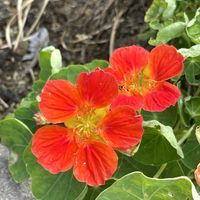 ナスタチウム,キンレンカ,可愛い,鮮やか ,花散歩の画像