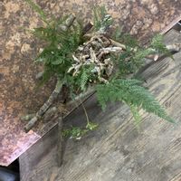 シノブ,苔玉,いけばな,夏の花,熊本の画像