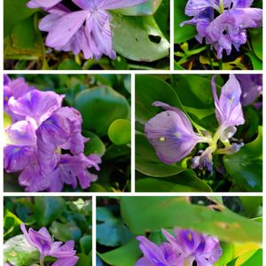 ゴーヤ,ホテイアオイ,ホテイアオイ,グリーンカーテン,地植えの画像