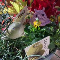 ハゴロモジャスミン,ゲブラ・ナガトヨ,6日はカエルの日,チーム長野,2021たにく組の画像