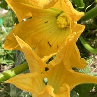 ズッキーニ,ズッキーニ,黄色い花,癒し,イエローの画像