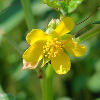 モロヘイヤ,モロヘイヤの花,散歩コース,GSに感謝。,植物観察の画像