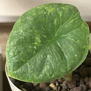 斑入り,アロカシア,アロカシア斑入り,アロカシア チャイ,観葉植物の画像