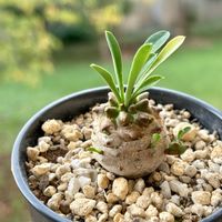 峨眉山,ユーフォルビア・峨眉山,多肉植物,緑のある暮らし,成長が楽しみの画像