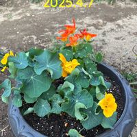 ナスタチウム,ナスタチウム,キンレンカ,今日のお花,キュンキュン乙女倶楽部の画像