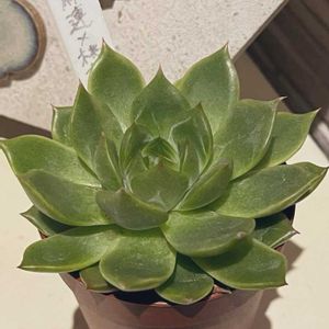 相府蓮×桃太郎,植え替え,秋の気配,多肉のある暮らし,多肉の土の画像