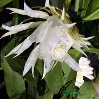 ゲッカビジン,ドラゴンフルーツ,チョウセンアサガオ,温室,京都府立植物園の画像