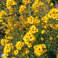 ゴールデンピラミッド,ミゾソバ,ムラサキツユクサ,タチアオイ,ガクアジサイの紅葉の画像