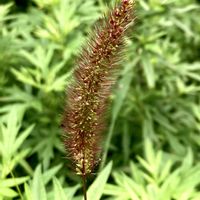 エノコログサ,お出かけ先にての画像