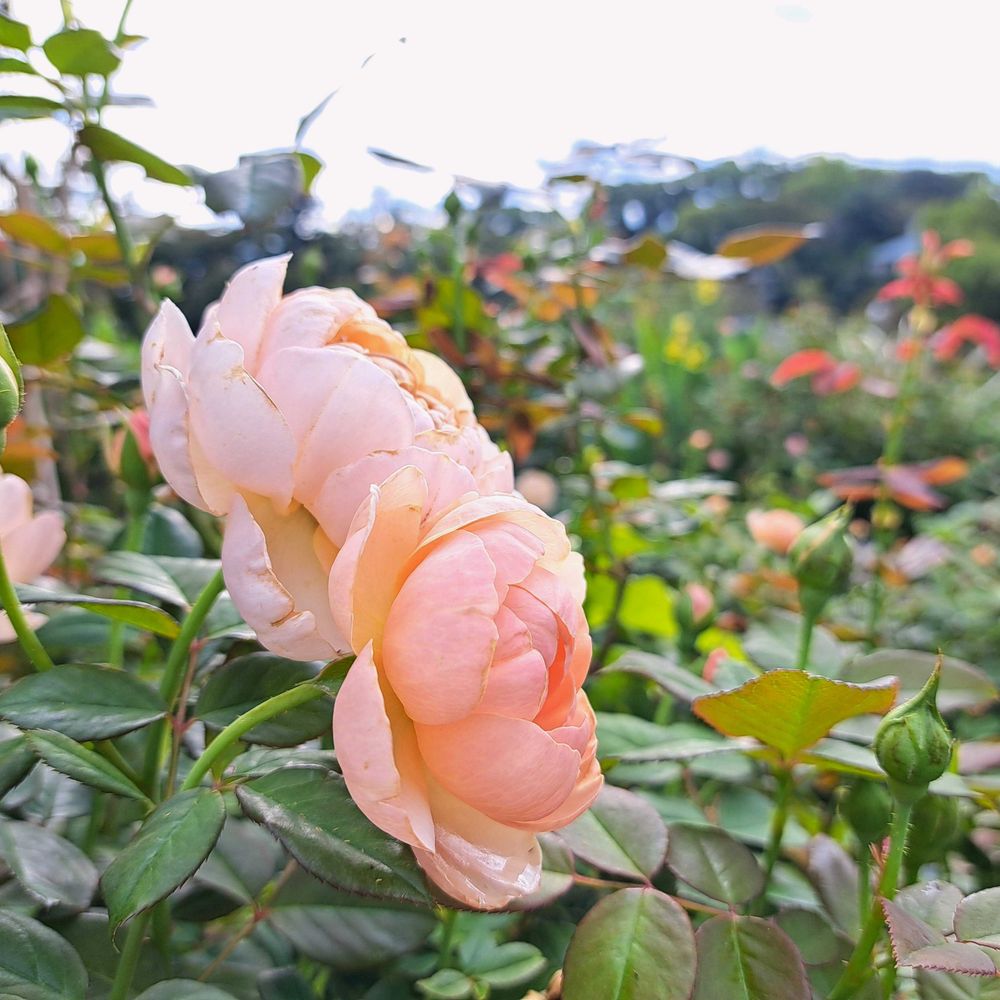 エリィさんの港の見える丘公園への投稿