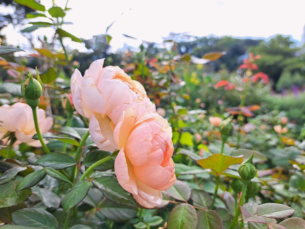 エリィさんの港の見える丘公園への投稿