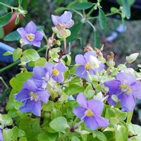 エキザカム,可愛い〜♡,紫の花,優しい色合い♡,癒やされての画像