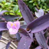 センニチコウ,センニチコウ,ランタナ,ペパーミント,ムラサキゴテン(パープルハート)の画像