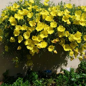 ハンキング,PW,PWプルーブンウィナーズ,PWカリロファス サニーチャープの画像