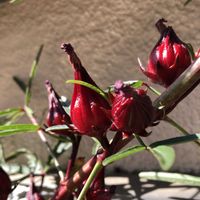 ローゼル,ハイビスカス　ローゼルの実,ハーブ,ハーブティー,種からの画像