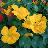 ナスタチウム,キンレンカ,今日のお花,キュンキュン乙女倶楽部,平和を願うの画像