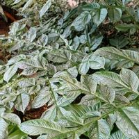 コンニャク,室内,カナダの画像