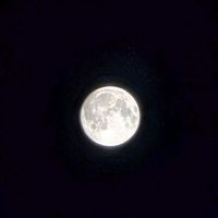 ススキ,ススキの穂,中秋の名月✨,中秋の名月✨,ススキ（芒）の画像