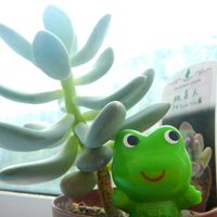 アイスプラント,トマト,ナス,ミニトマト,桃美人の画像