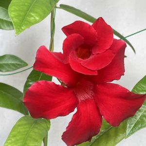 ｸﾗｲﾐﾝｸﾞ ｻﾝﾊﾟﾗｿﾙ,グリーンカーテン,花のある暮らし❤,クライミング サンパラソルの画像