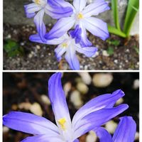 チオノドクサ,青い花マニア,パープル大好き,チーム・ブルー,チーム・ブルーNo.127の画像