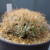 オーニソガラム,ベランダの画像