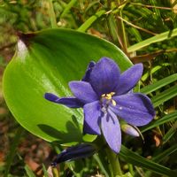 サワギキョウ,ミズアオイ,水生植物,抽水植物,青い花マニアの画像