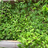 蔓万年草,多肉植物,セダム属,多肉大好き,ありがとう♡の画像