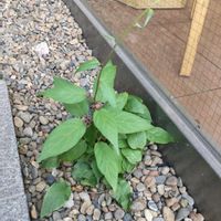 マタタビ,マタタビ,マタタビの花,マタタビの葉,ミヤママタタビの画像