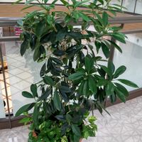 マダガスカル　ジャスミン,マダガスカルジャスミン,マダガスカルジャスミン,マダガスカルジャスミンの葉っぱの裏,ゴムの木かマダガスカルジャスミンか？の画像