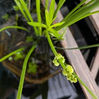 オモダカ,オモダカの画像