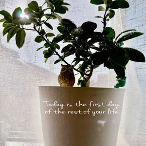 ガジュマル,可愛い,成長記録,緑のある暮らし,寝室の画像