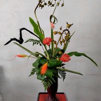 カーネーション,ドラセナ,レザーファン,ニューサイラン,パンパスの画像